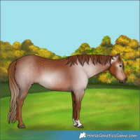 Horse Color:Gray Chestnut 