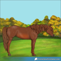 Horse Color:Chestnut 