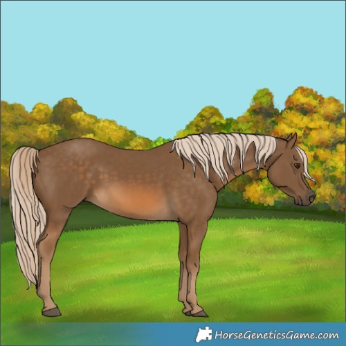 Horse Color:Chocolate Palomino 