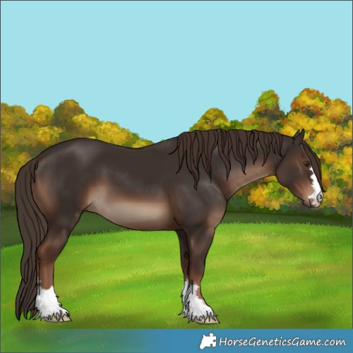 Horse Color:Liver Chestnut 