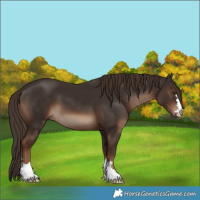 Horse Color:Liver Chestnut 