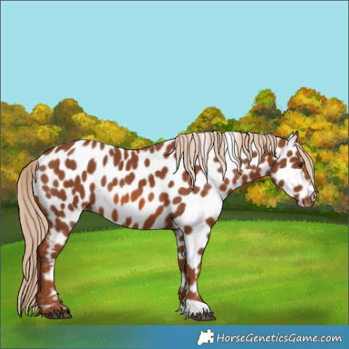 Horse Color:Chestnut Appaloosa 