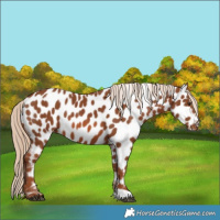 Horse Color:Chestnut Appaloosa 
