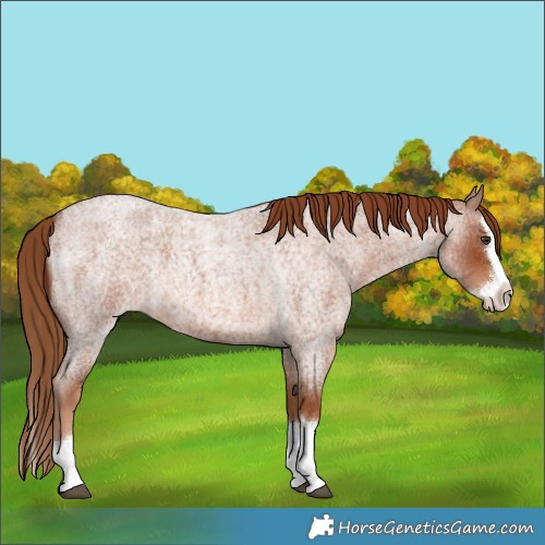 Horse Color:Red Roan Splash 