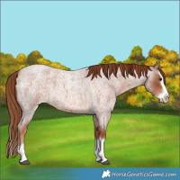 Horse Color:Red Roan Splash 