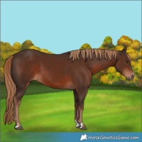 Horse Color:Liver Chestnut 