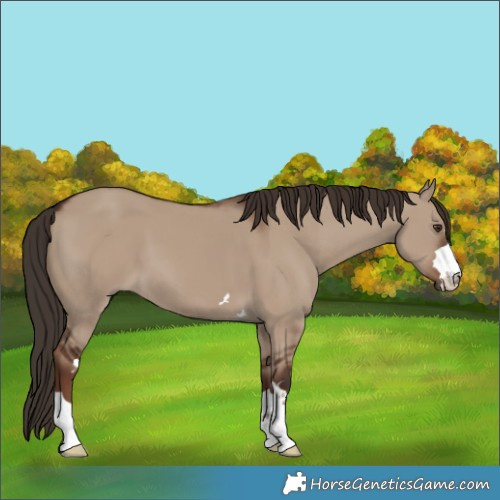 Horse Color:Liver Red Dun 