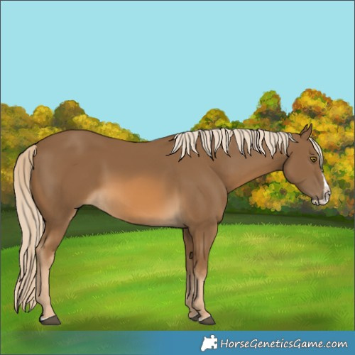 Horse Color:Chocolate Palomino Splash 