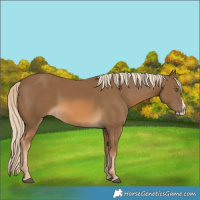 Horse Color:Chocolate Palomino Splash