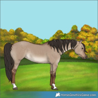 Horse Color:Liver Red Dun 