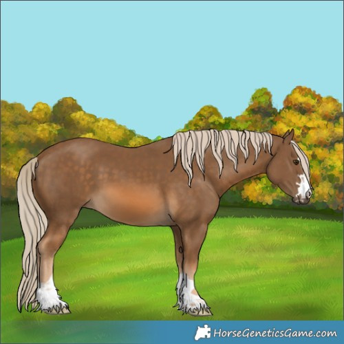 Horse Color:Chocolate Palomino 