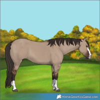 Horse Color:Liver Red Dun 