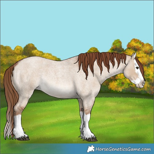 Horse Color:Red Dun Roan Splash Rabicano 
