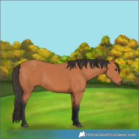 Horse Color:Bay 