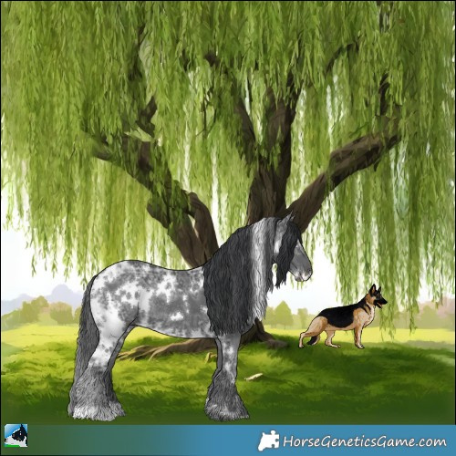 Horse Color:White Spotted Black Ice Rabicano 