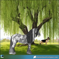 Horse Color:White Spotted Black Ice Rabicano 