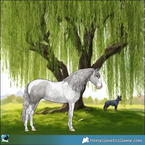 Horse Color:Silver Black Sabino Tobiano Rabicano 