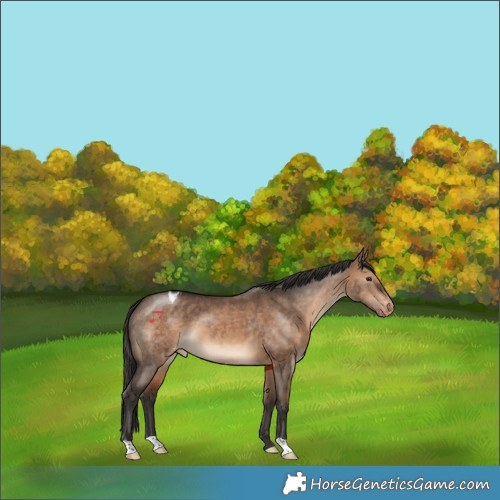 Horse Color:Brown Dun Appaloosa 
