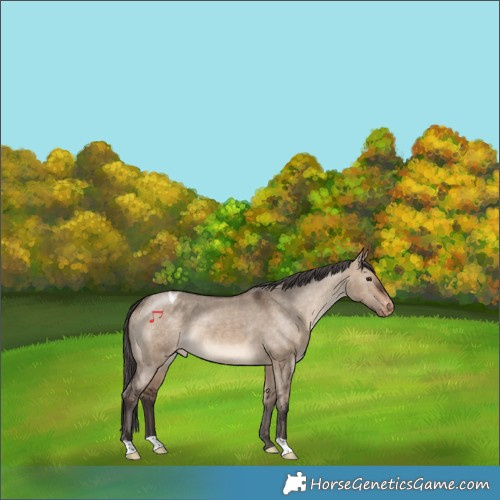 Horse Color:Brown Dun Appaloosa 