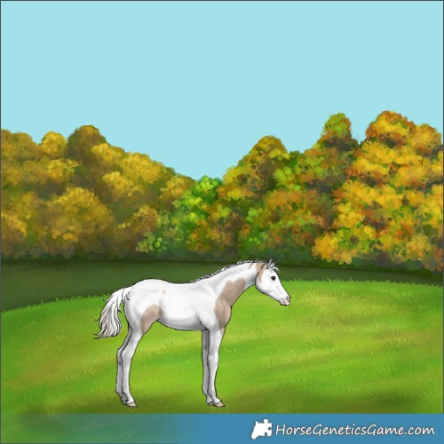 Horse Color:Silver Brown Dun Splash Tobiano Rabicano 