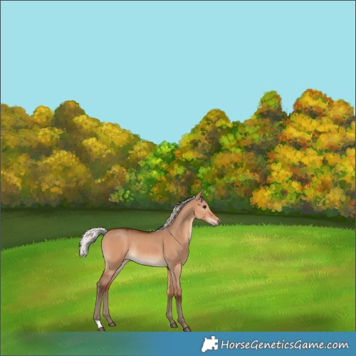Horse Color:Silver Bay Dun Rabicano 
