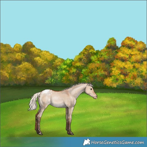 Horse Color:Silver Bay Dun Snowflake Varnish Rabicano 