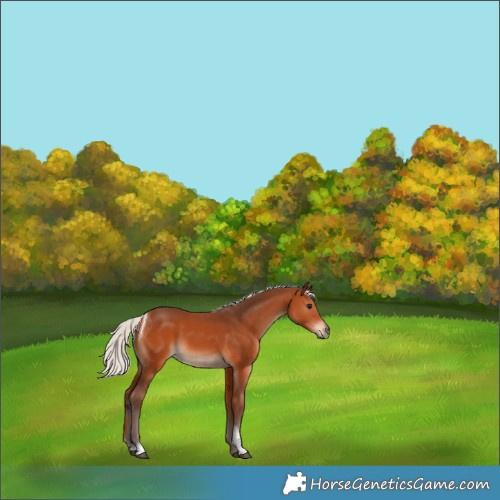 Horse Color:Silver Bay Tobiano 