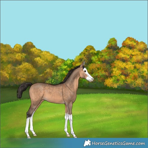 Horse Color:Bay Dun Splash 