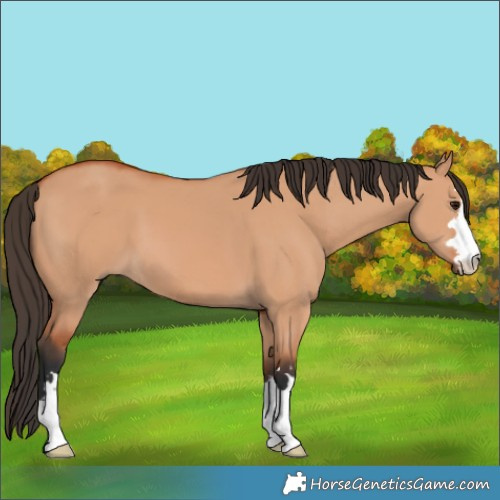 Horse Color:Bay Dun 