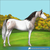 Horse Color:Bay Roan Splash Tobiano 