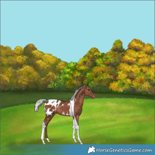 Horse Color:Silver Black Tobiano Appaloosa Rabicano