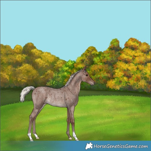 Horse Color:Silver Blue Roan Rabicano 