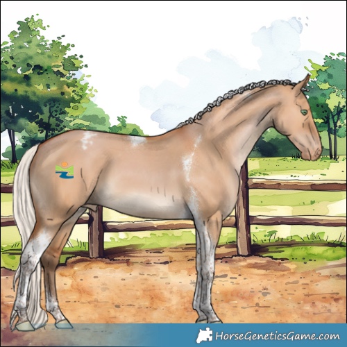 Horse Color:Silver Bay Dun Tobiano Appaloosa