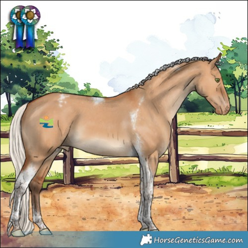 Horse Color:Silver Bay Dun Tobiano Appaloosa 