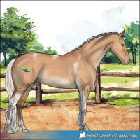 Horse Color:Silver Bay Dun Tobiano Appaloosa 