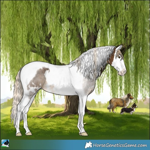 Horse Color:White Spotted Chocolate Palomino Splash Tobiano 