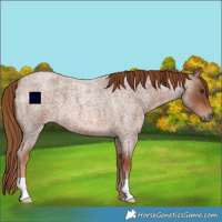 Horse Color:Red Roan 