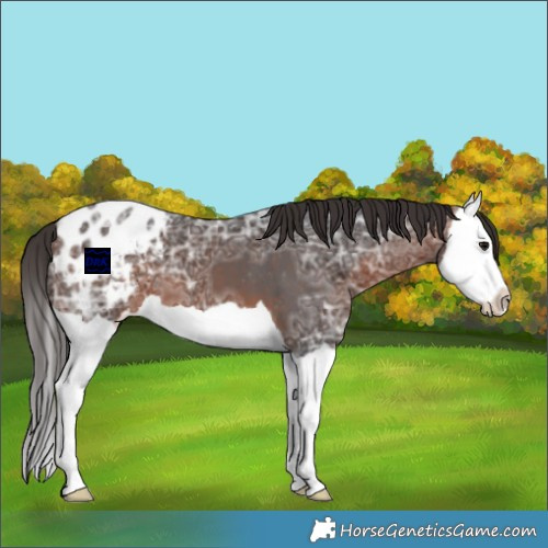 Horse Color:Bay Ice Splash Appaloosa