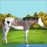 Horse Color:Bay Ice Splash Appaloosa 