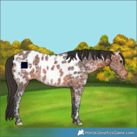 Horse Color:Bay Ice Near Leopard Rabicano