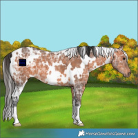 Horse Color:White Spotted Bay Ice