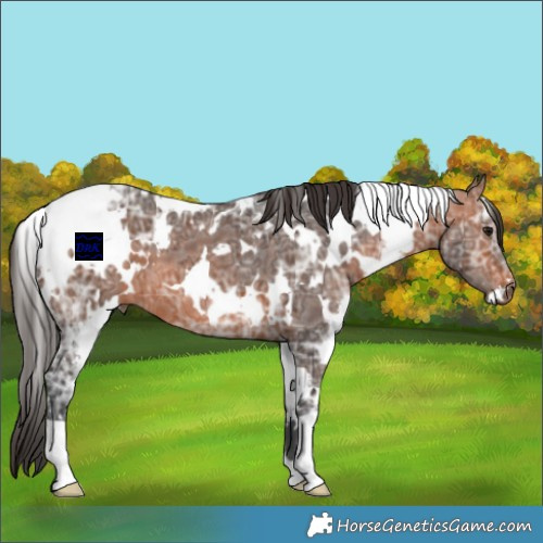 Horse Color:White Spotted Bay Ice 
