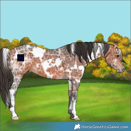 Horse Color:White Spotted Bay Ice