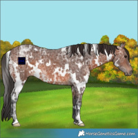 Horse Color:White Spotted Brown Ice Rabicano