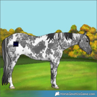 Horse Color:White Spotted Black Ice 