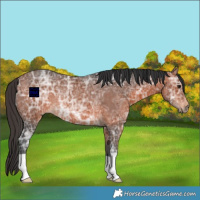 Horse Color:Bay Ice Rabicano