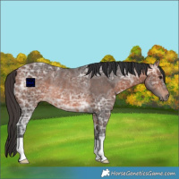 Horse Color:Bay Ice Rabicano 