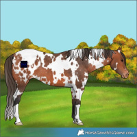 Horse Color:White Spotted Bay Appaloosa 