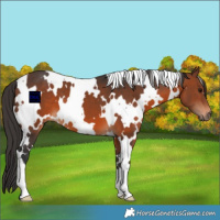 Horse Color:White Spotted Brown 