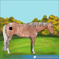 Horse Color:Silver Bay Ice Rabicano 